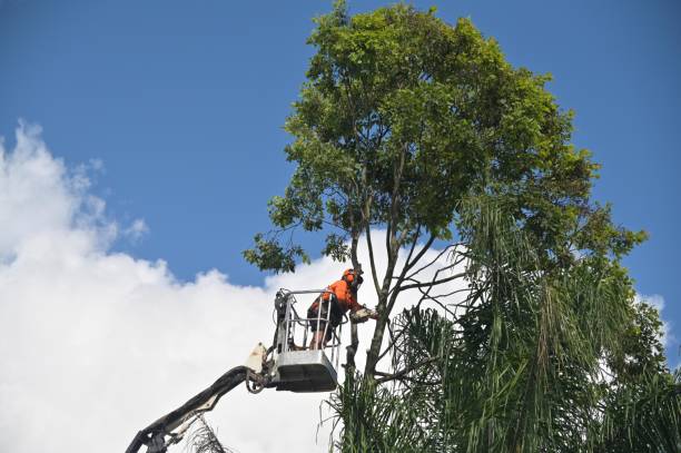 How Our Tree Care Process Works  in  West Hattiesburg, MS